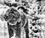 Small Photo #7 Goldendoodle Puppy For Sale in MISSOULA, MT, USA