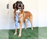 Small #1 Bullmastiff Mix