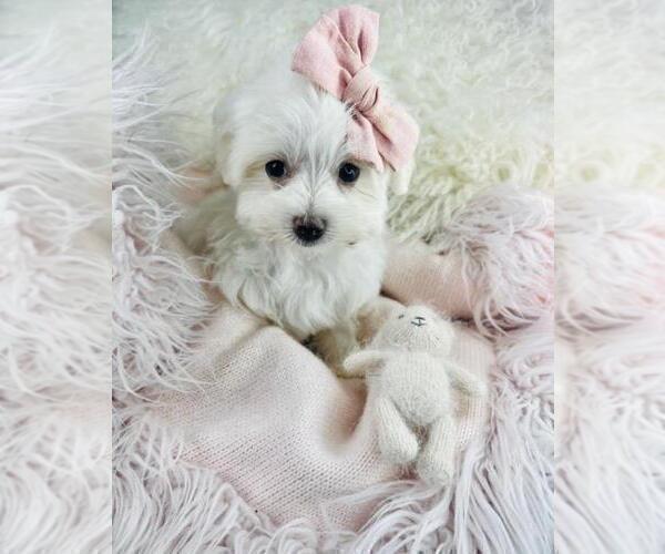 Medium Photo #17 Maltese Puppy For Sale in FORT LAUDERDALE, FL, USA