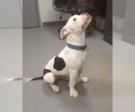 Small #3 Boxer Mix