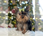 Small Photo #5 Yorkshire Terrier Puppy For Sale in ELMHURST, IL, USA