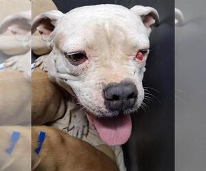 American Pit Bull Terrier Dogs for adoption in Bakersfield, CA, USA
