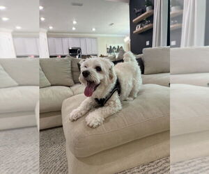 Havanese Dogs for adoption in St. Augustine, FL, USA