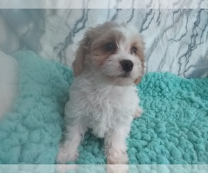 Cavachon Puppy for sale in LAUREL, MS, USA