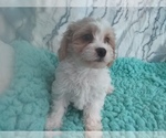 Small Photo #1 Cavachon Puppy For Sale in LAUREL, MS, USA
