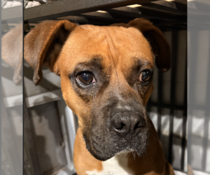 Boxer Dogs for adoption in  Katy, TX, USA