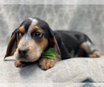 Small #13 Beagle