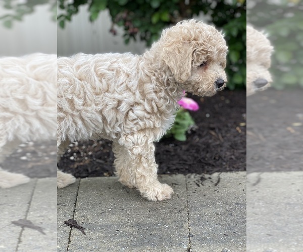 Medium Photo #2 Poodle (Miniature) Puppy For Sale in CANOGA, NY, USA