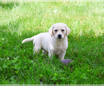 Small #4 Labrador Retriever