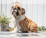 Small #6 English Bulldog