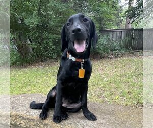 Golden Labrador Dogs for adoption in Denton, TX, USA
