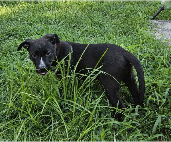 Medium Photo #6 Mutt Puppy For Sale in Doylestown, PA, USA