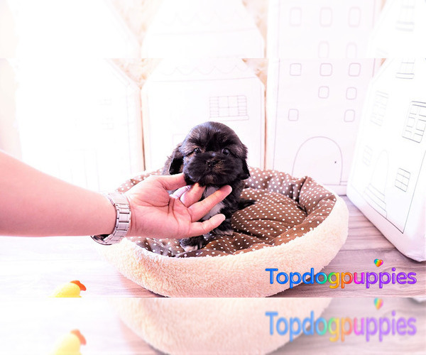 Medium Photo #3 Shih-Poo Puppy For Sale in FULLERTON, CA, USA