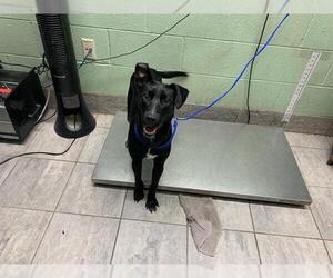 Labrador Retriever-Unknown Mix Dogs for adoption in Grand Prairie, TX, USA