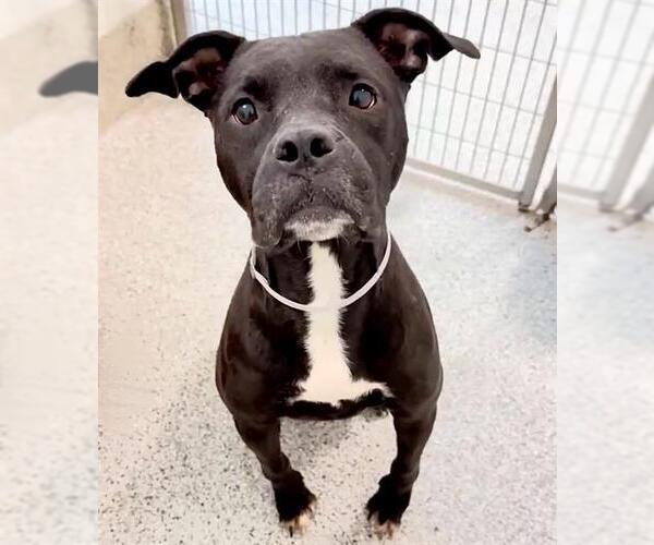 Medium Photo #2 Labrador Retriever-Unknown Mix Puppy For Sale in Houston, TX, USA