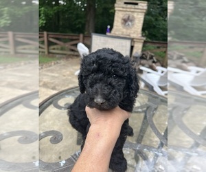 Goldendoodle Puppy for sale in ARLINGTON, TN, USA