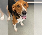 Small American Foxhound