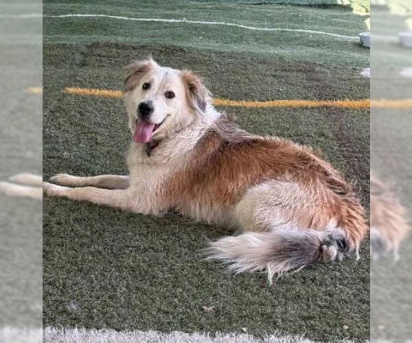 Medium Photo #9 Great Pyrenees-Unknown Mix Puppy For Sale in San Diego, CA, USA