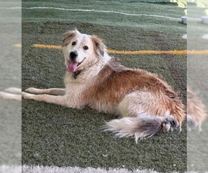 Auggie - Male Great Pyrenees-Unknown Mix Dog for Adoption - Photo #7
