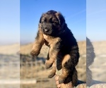 Small #13 German Shepherd Dog
