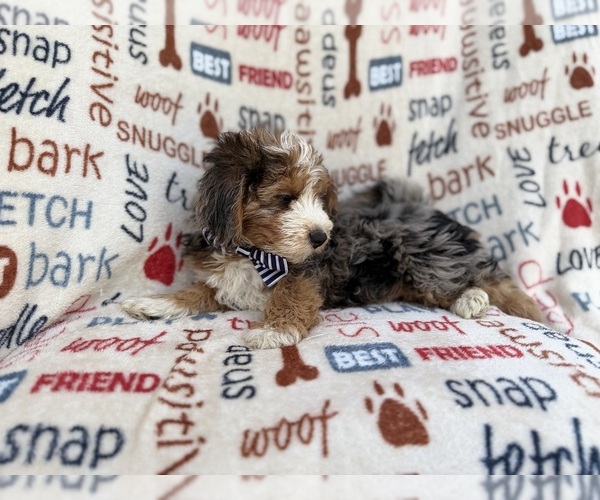 Medium Photo #9 Aussiedoodle Miniature  Puppy For Sale in LAKELAND, FL, USA