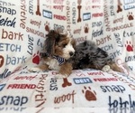 Small #8 Aussiedoodle Miniature 