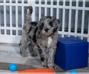 Bordoodle Puppy for sale in WITTMANN, AZ, USA