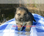 Small #5 German Shepherd Dog