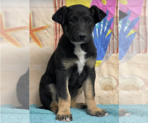 Medium Photo #1 German Shepherd Dog-Unknown Mix Puppy For Sale in Lakewood, CO, USA
