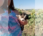 Small Photo #2 Pembroke Welsh Corgi Puppy For Sale in GALLEGOS, NM, USA