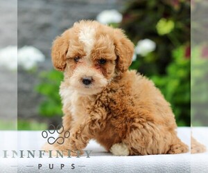 Poodle (Miniature) Puppy for sale in LEOLA, PA, USA