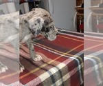 Small Photo #50 Great Dane Puppy For Sale in PIERSON, MI, USA