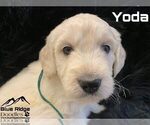 Small Photo #7 Goldendoodle Puppy For Sale in COLONIAL HEIGHTS, TN, USA