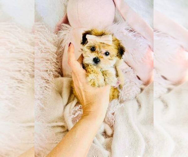 Medium Photo #10 Yorkshire Terrier Puppy For Sale in MIAMI, FL, USA