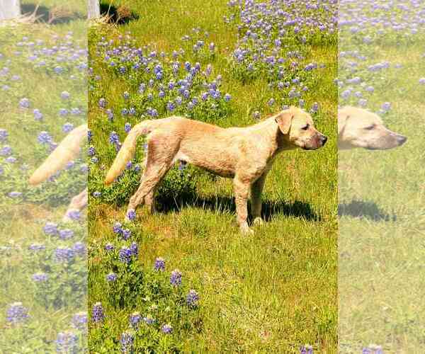 Medium Photo #2 Golden Labrador Puppy For Sale in Fort Worth, TX, USA