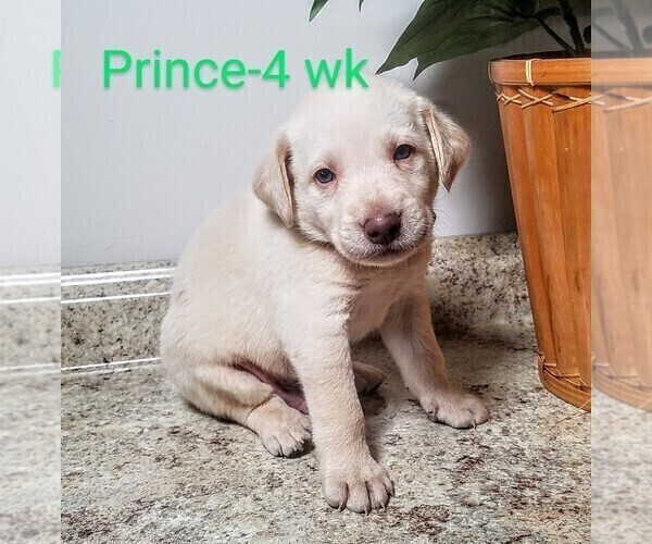 Medium Photo #4 Labrador Retriever Puppy For Sale in CATO, NY, USA