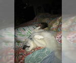 Small #5 American Eskimo Dog