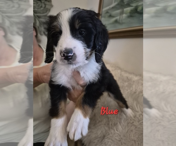 Medium Photo #2 Bernedoodle Puppy For Sale in REDMOND, OR, USA