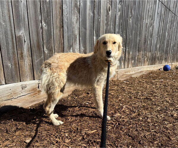 Medium Photo #4 Golden Retriever-Unknown Mix Puppy For Sale in Houston, TX, USA