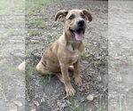 Small #2 Shepradors
