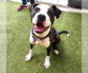 American Pit Bull Terrier Dogs for adoption in Minneapolis, MN, USA