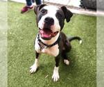 Small American Pit Bull Terrier