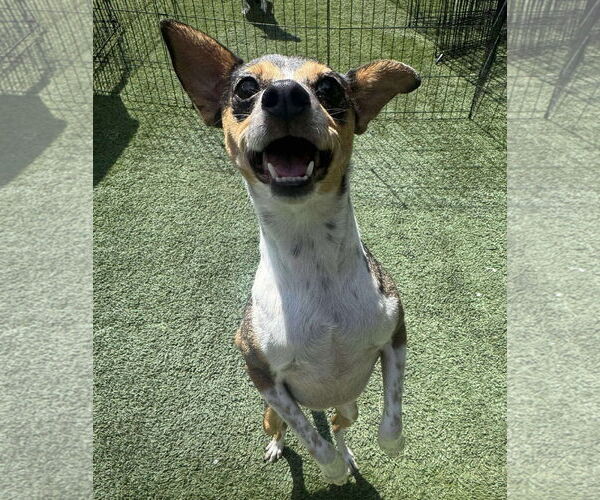Medium Photo #2 Chihuahua-Unknown Mix Puppy For Sale in Tempe , AZ, USA