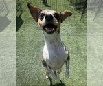 Small #1 Chihuahua Mix