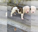 Small #1 American Bulldog