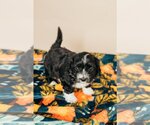 Small Photo #5 Dachshund Puppy For Sale in Crystal , MN, USA