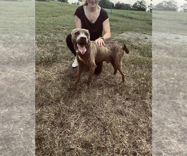 Medium Photo #6 Mutt Puppy For Sale in Abbeville, LA, USA