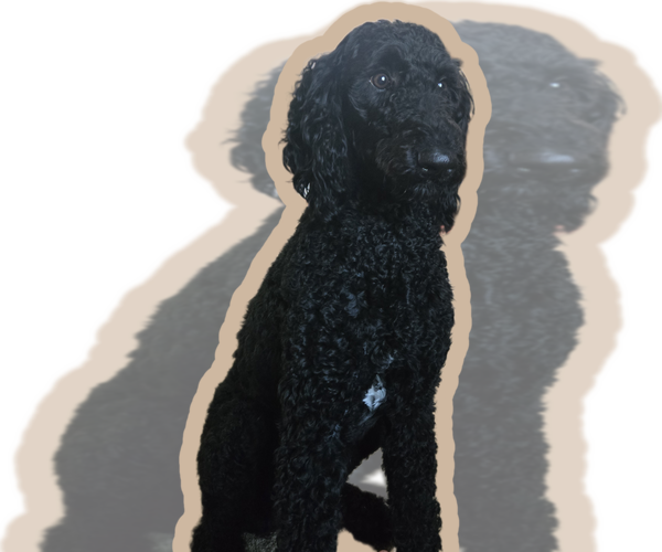 Medium Photo #1 Labradoodle Puppy For Sale in WEST DES MOINES, IA, USA