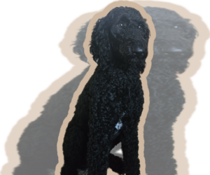 Mother of the Labradoodle puppies born on 06/30/2026
