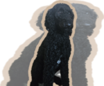 Small Photo #1 Labradoodle Puppy For Sale in WEST DES MOINES, IA, USA